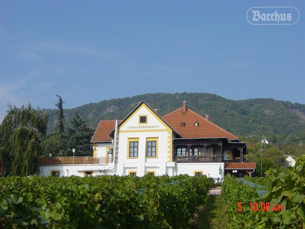 Apartment Bacchus - Borbarlang, Badacsony *